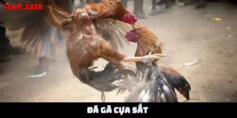đá gà cựa sắt