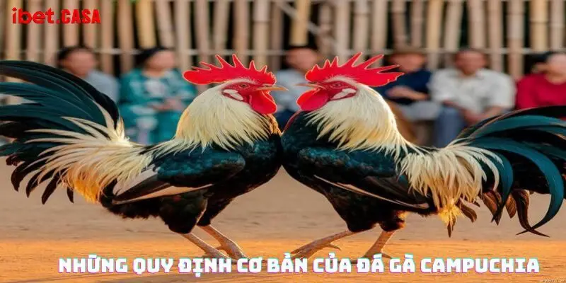 nhung quy dinh co ban cua da ga campuchia Những quy định cơ bản của đá gà Campuchia